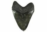 Black, Fossil Megalodon Tooth - South Carolina #160253-2